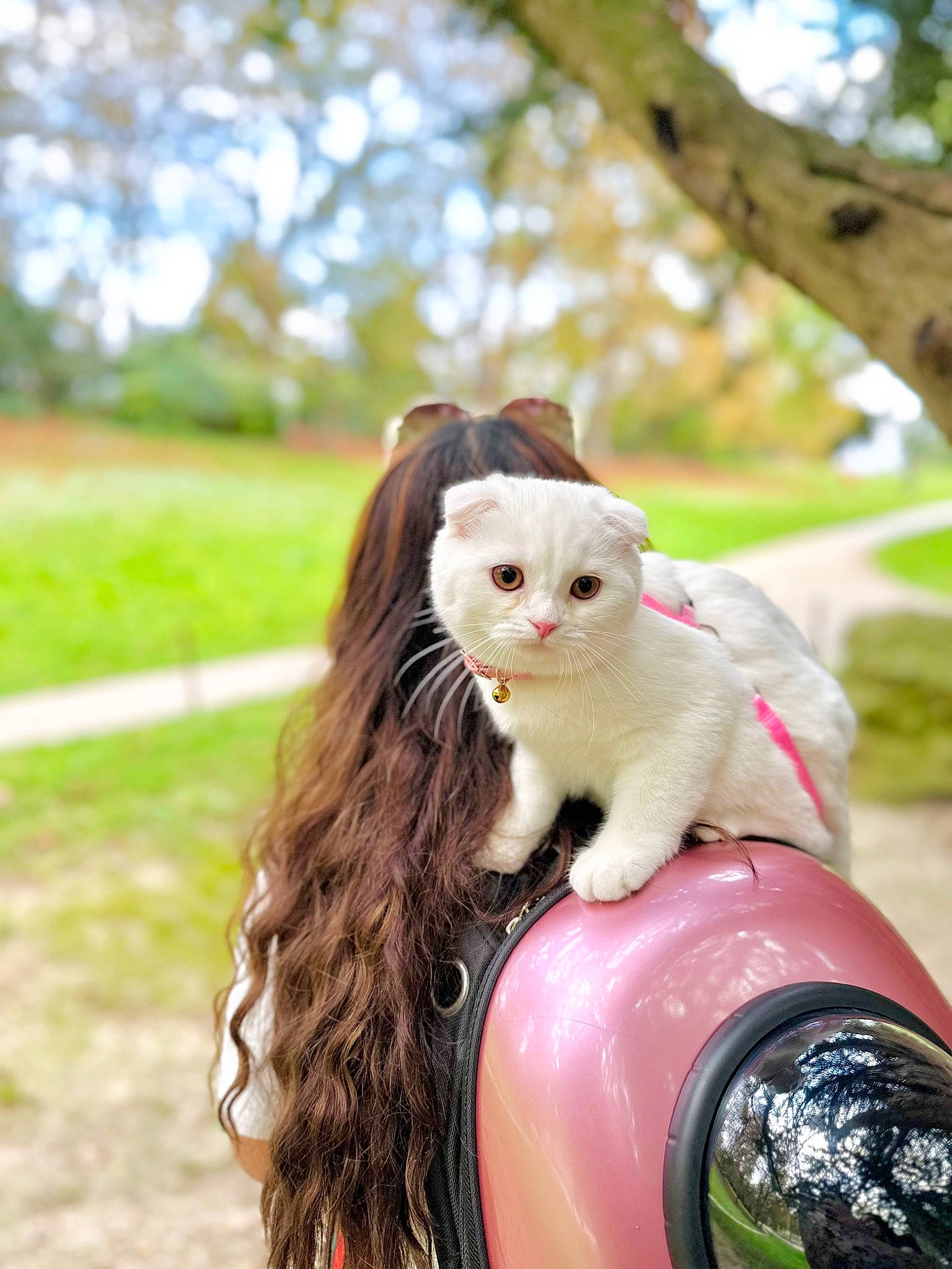 Lily Rose a rejoint le concours — aidez-le/la à gagner de superbes lots ! automotive_lighting, carnivore, cat, fawn, felidae, fur, grass, hand, happy, head, leisure, photo_shoot, plant, portrait_photography, recreation, sitting, small_to_medium_sized_cats, tail, tree, whiskers