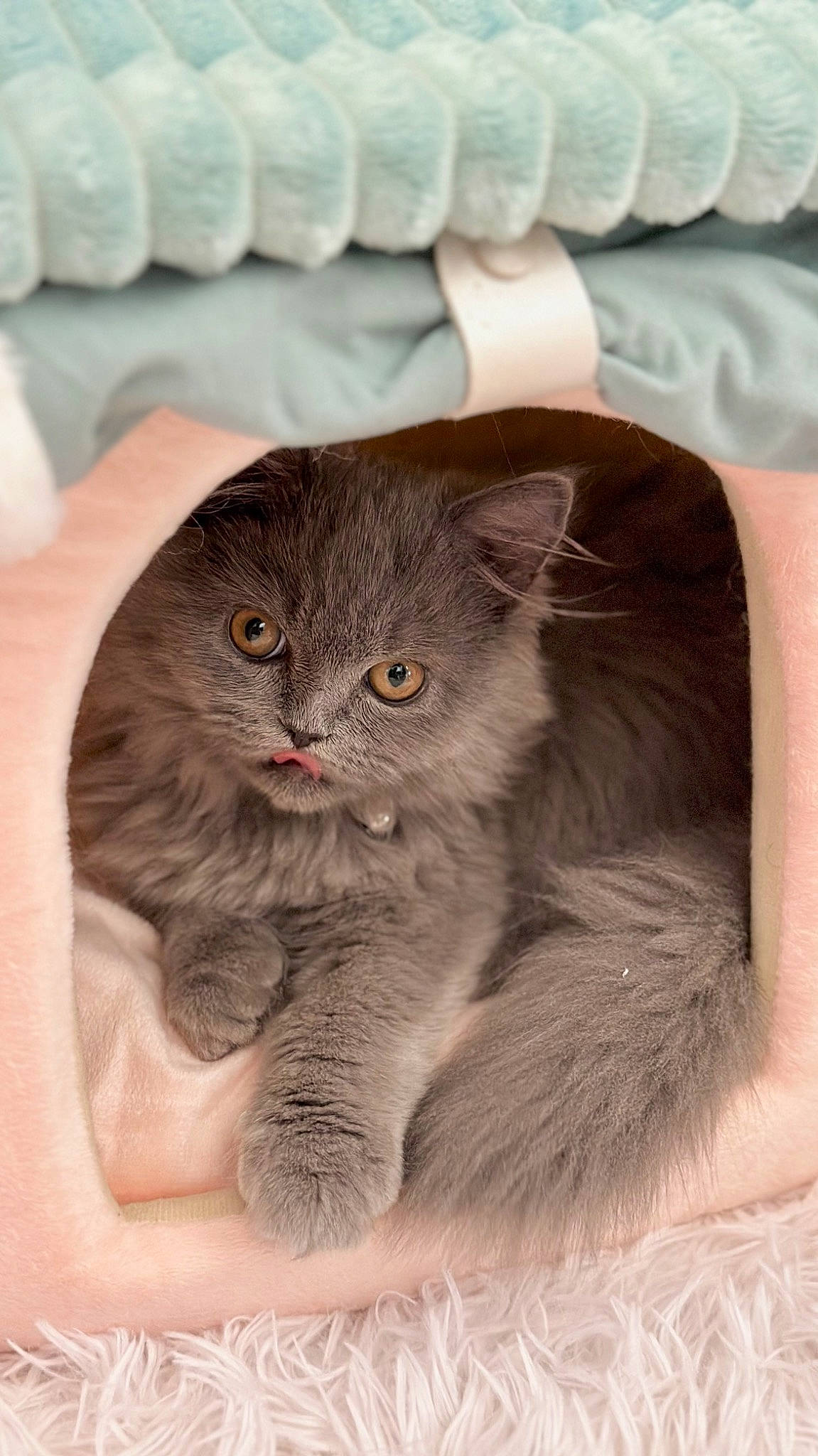 Vivienne a rejoint le concours — aidez-le/la à gagner de superbes lots ! carnivore, cat, fawn, felidae, fur, grey, small_to_medium_sized_cats, snout, terrestrial_animal, whiskers