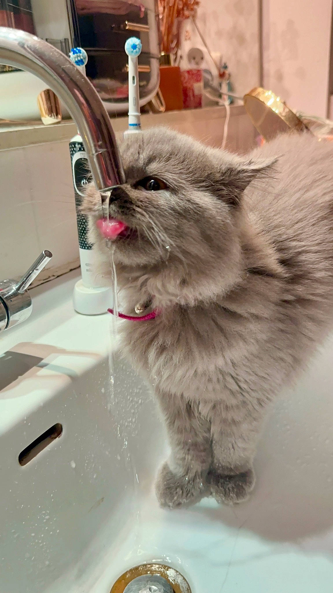 Vivienne participe au concours pour gagner de l'argent avec cette photo : bathroom_sink, british_longhair, carnivore, cat, claw, domestic_short_haired_cat, fawn, felidae, fur, glass, kitchen_sink, paw, plumbing, plumbing_fixture, sink, small_to_medium_sized_cats, snout, tail, tap, whiskers
