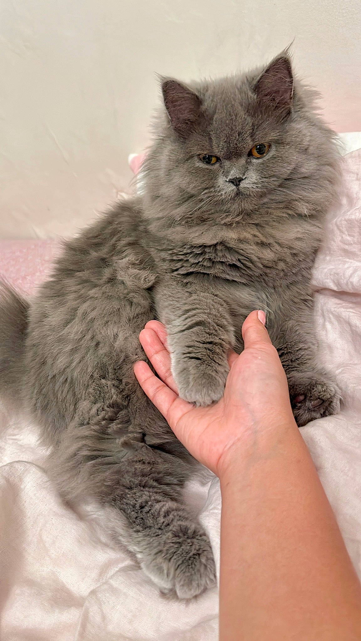 Vivienne a rejoint le concours — aidez-le/la à gagner de superbes lots ! british_longhair, carnivore, cat, claw, comfort, domestic_short_haired_cat, fawn, felidae, fur, gesture, grey, nail, paw, sitting, small_to_medium_sized_cats, snout, tail, terrestrial_animal, whiskers