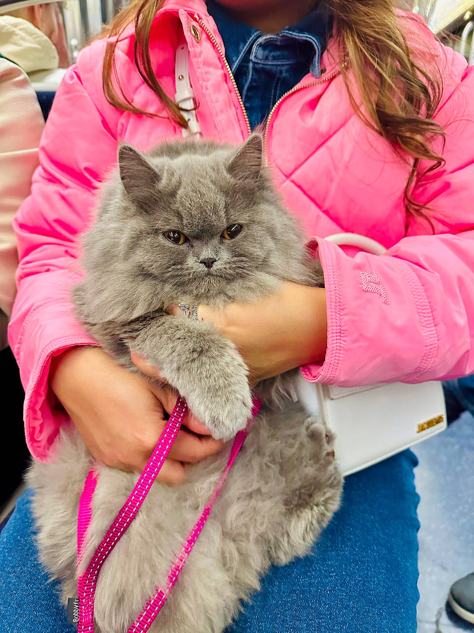 Vivienne participe au concours pour gagner de l'argent avec cette photo : british_longhair, carnivore, cat, domestic_short_haired_cat, fashion_accessory, fawn, felidae, fur, magenta, sitting, small_to_medium_sized_cats, whiskers