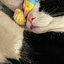 Oreo joined the competition — help win amazing prizes! cat, black_and_white, sleeping, close_up, pink_nose, tongue, soft_toy, ice_cream_toy, blanket, cozy, whiskers, fur, cute, pet, indoor, resting, animal, napping, relaxed, companion