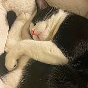 Oreo is registered to the contest to win money with this photo: cat, sleeping, black_and_white, fur, whiskers, nose, paw, blanket, cozy, resting, cute, pet, animal, close_up, soft, relaxed, indoor, feline, curled_up, peaceful