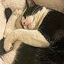 cat, sleeping, black_and_white, fur, whiskers, nose, paw, blanket, cozy, resting, cute, pet, animal, close_up, soft, relaxed, indoor, feline, curled_up, peaceful