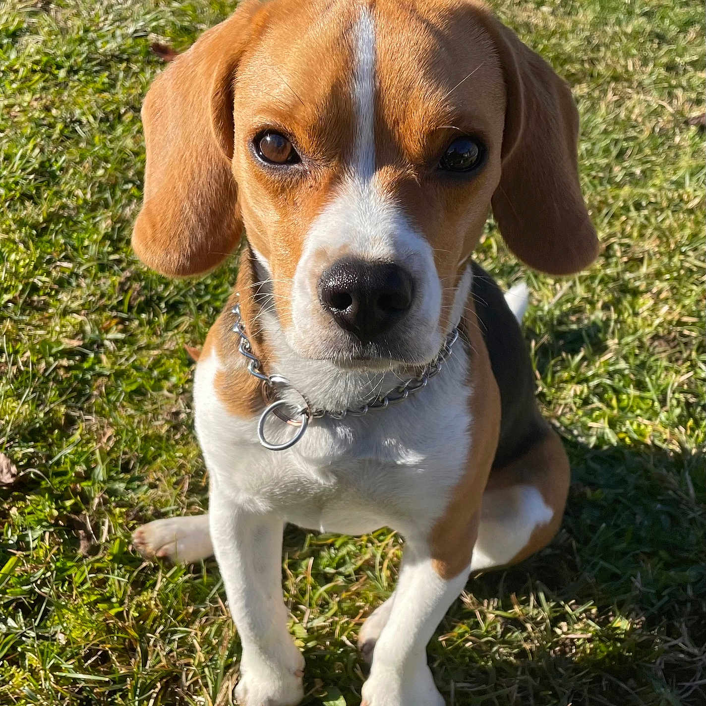 Willow participe au concours pour gagner de l'argent avec cette photo : animal, beagle, brown, canine, collar, cute, dog, ears, fur, grass, looking, nature, nose, outdoor, pet, puppy, sitting, sunlight, white, young