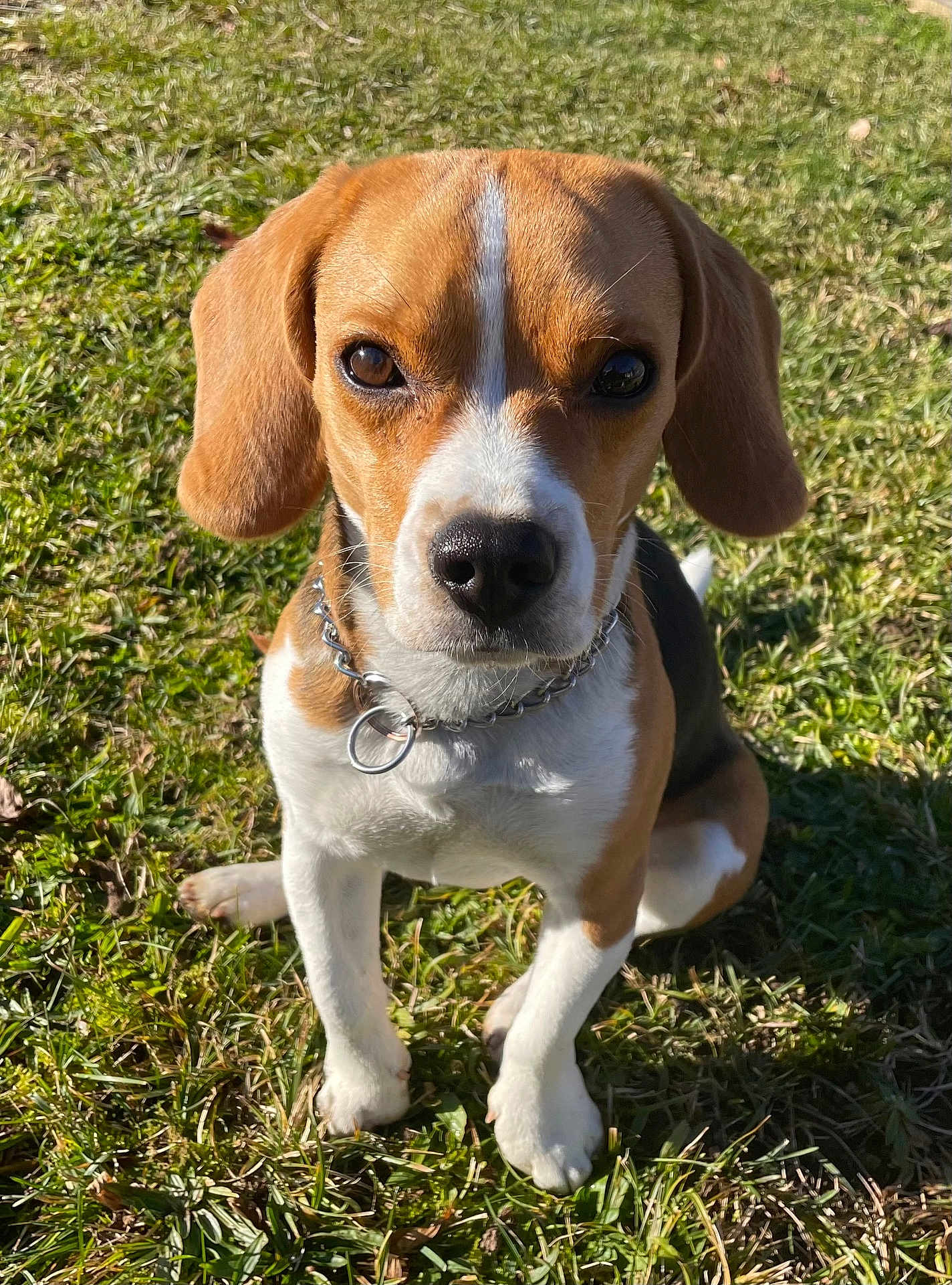 Willow participe au concours pour gagner de l'argent avec cette photo : dog, beagle, puppy, grass, outdoor, sunlight, collar, pet, canine, animal, brown, white, ears, nose, sitting, looking, young, cute, fur, nature