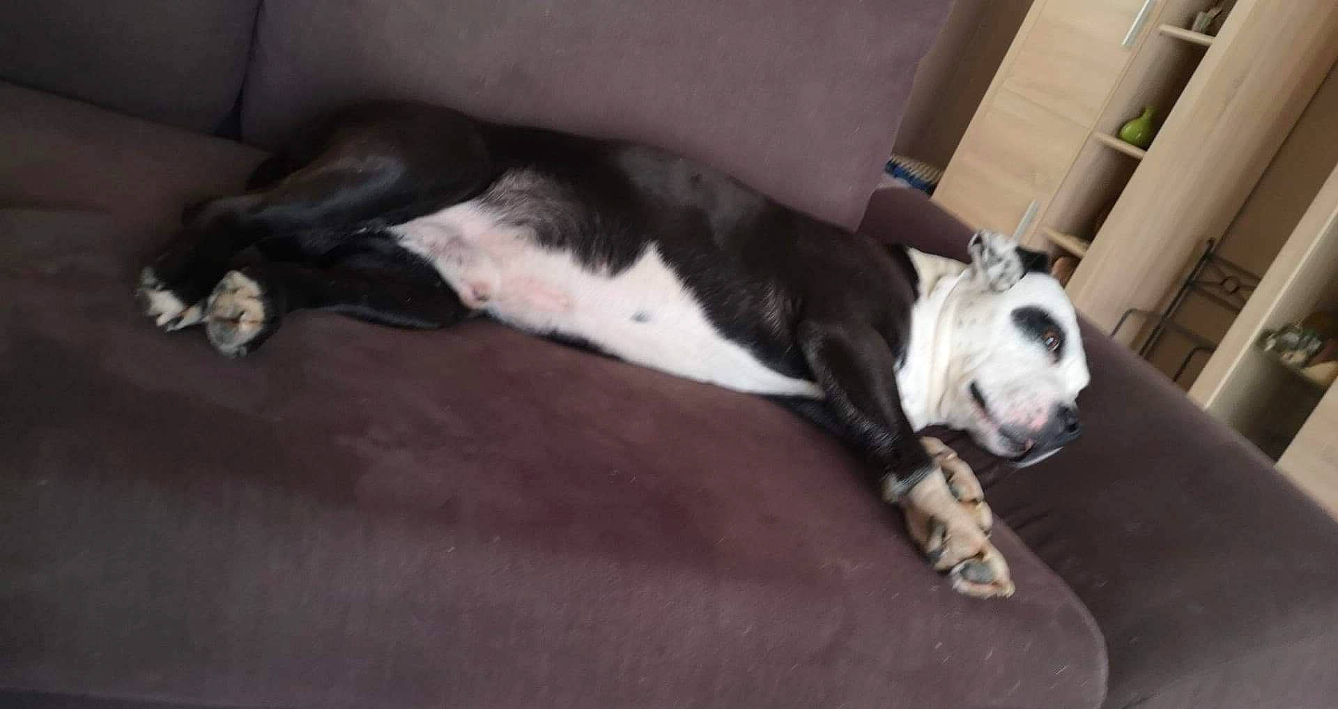 Devil participe au concours pour gagner de l'argent avec cette photo : carnivore, comfort, companion_dog, dog, dog_breed, fawn, flooring, fur, hardwood, non_sporting_group, snout, sporting_group, tail, whiskers, wood, working_animal