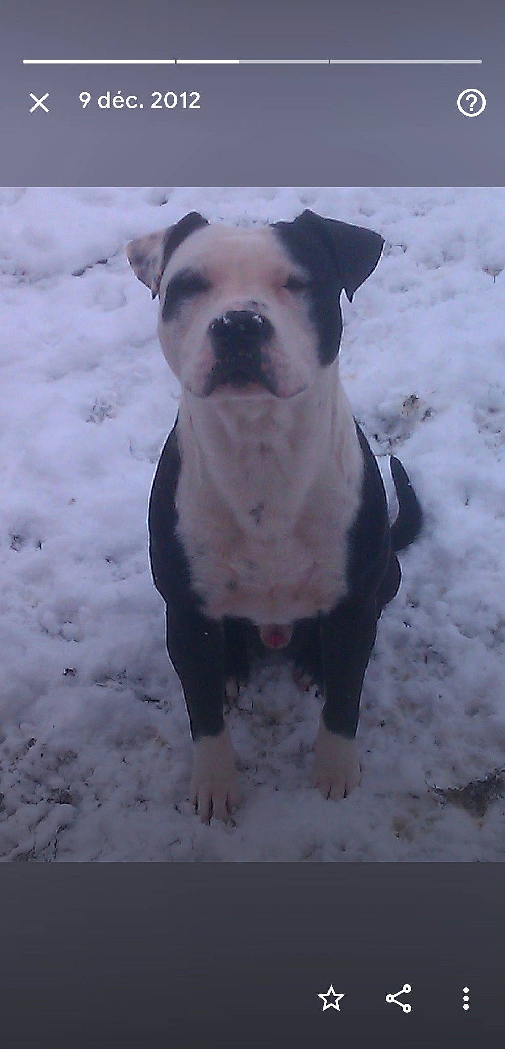 Devil a rejoint le concours — aidez-le/la à gagner de superbes lots ! bulldog, canidae, carnivore, collar, companion_dog, dog, dog_breed, dog_collar, fawn, freezing, molosser, pet_supply, precipitation, snout, snow, sporting_group, tail, whiskers, winter, working_animal