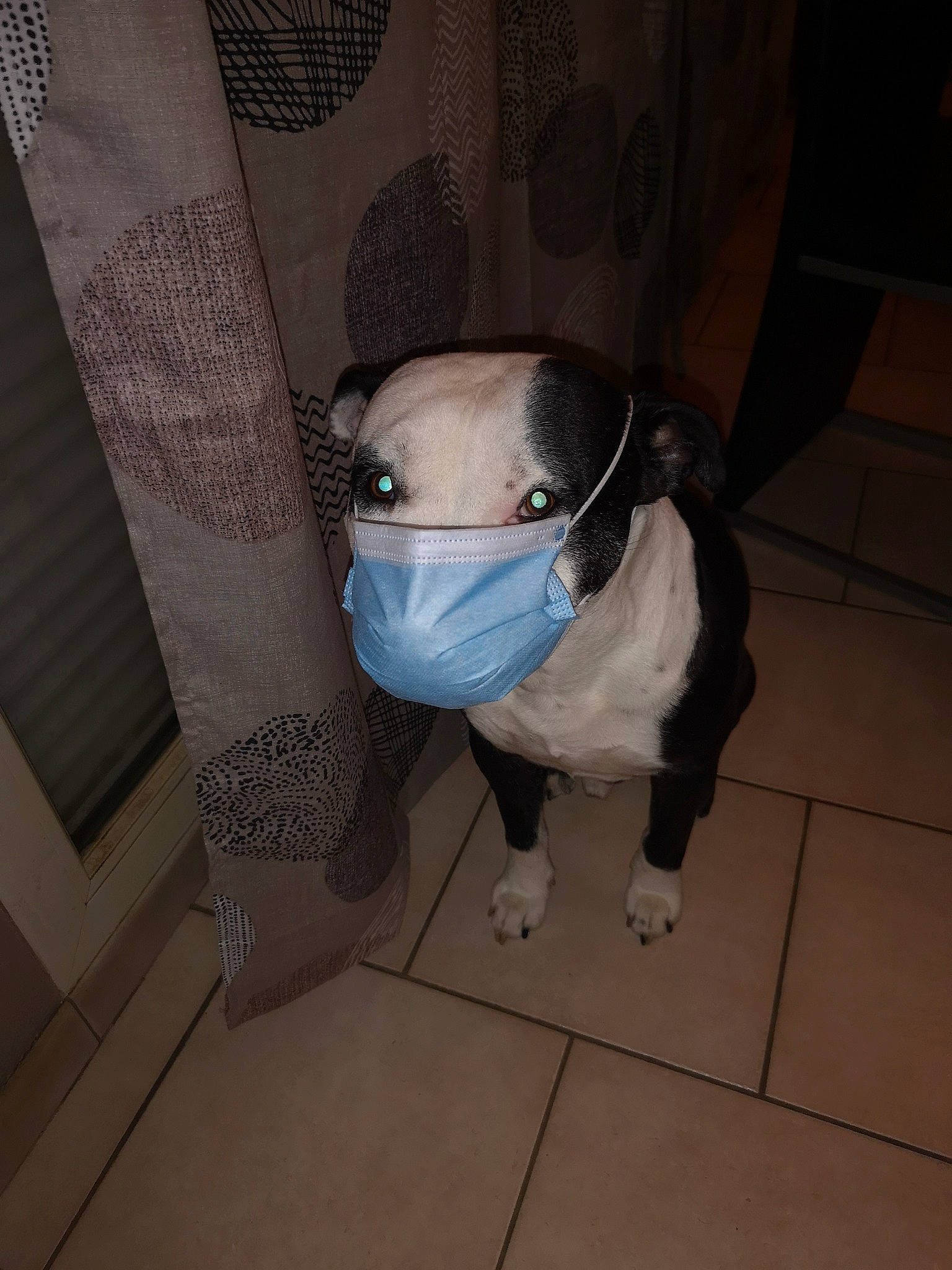 Devil participe au concours pour gagner de l'argent avec cette photo : bag, carnivore, companion_dog, dog, dog_breed, dog_clothes, dog_supply, eyewear, fashion_accessory, fawn, floor, flooring, grey, hardwood, personal_protective_equipment, pet_supply, snout, sporting_group, tail, working_animal