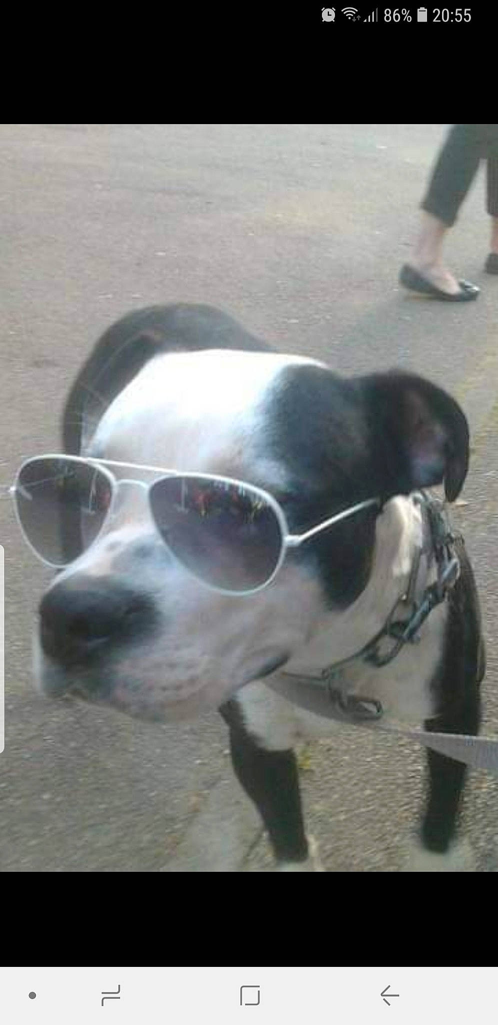 Devil participe au concours pour gagner de l'argent avec cette photo : carnivore, collar, companion_dog, dog, dog_breed, dog_collar, eyewear, fashion_accessory, fawn, glasses, goggles, mammal, pet_supply, snout, sporting_group, sunglasses, vertebrate, vision_care, whiskers, working_animal