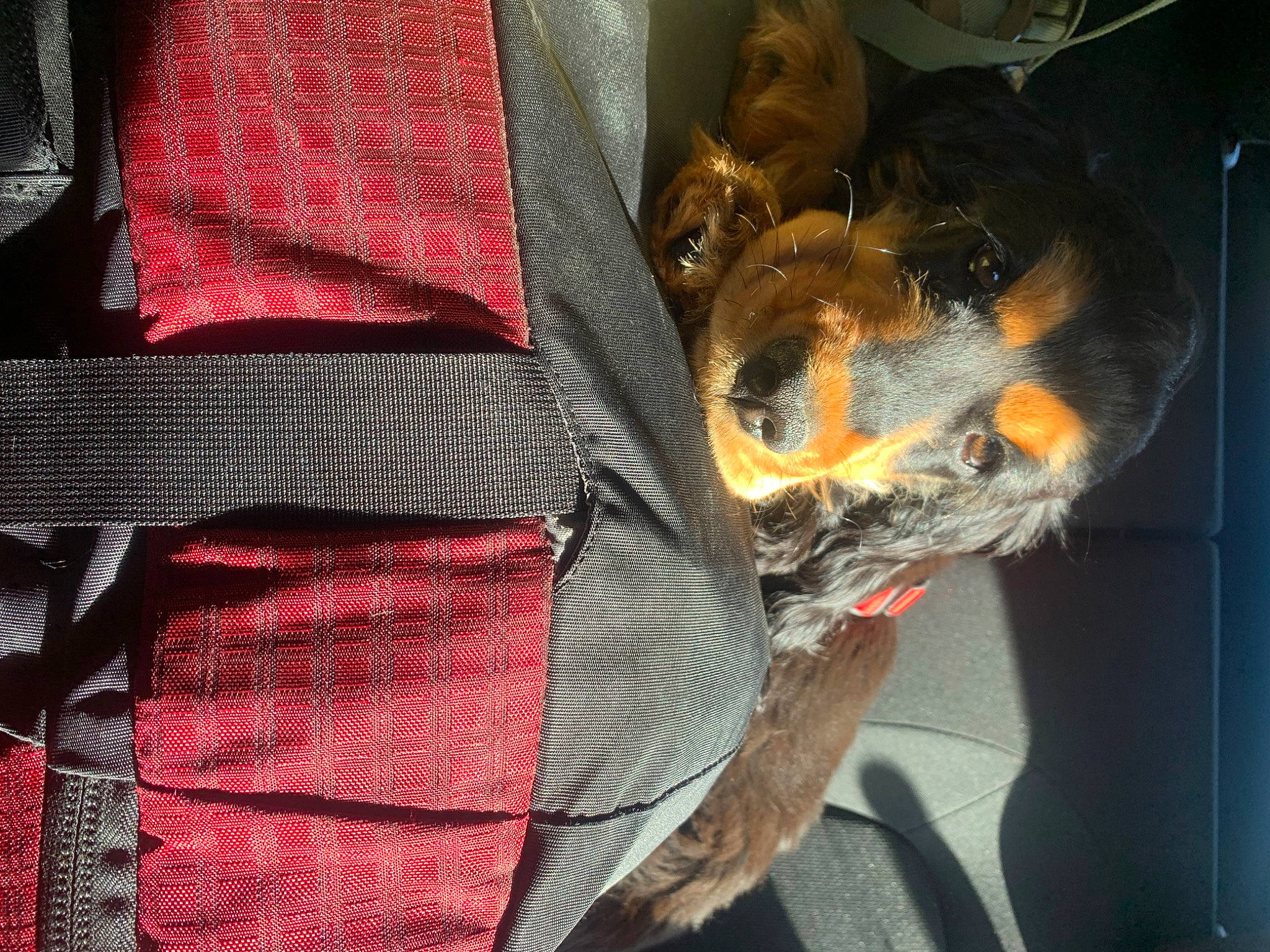 Gipsy participe au concours pour gagner de l'argent avec cette photo : auto_part, automotive_lighting, carmine, collar, denim, electric_blue, fashion_accessory, hat, magenta, pattern, personal_protective_equipment, plaid, pocket, sleeve, sportswear, tartan, thread, woven_fabric