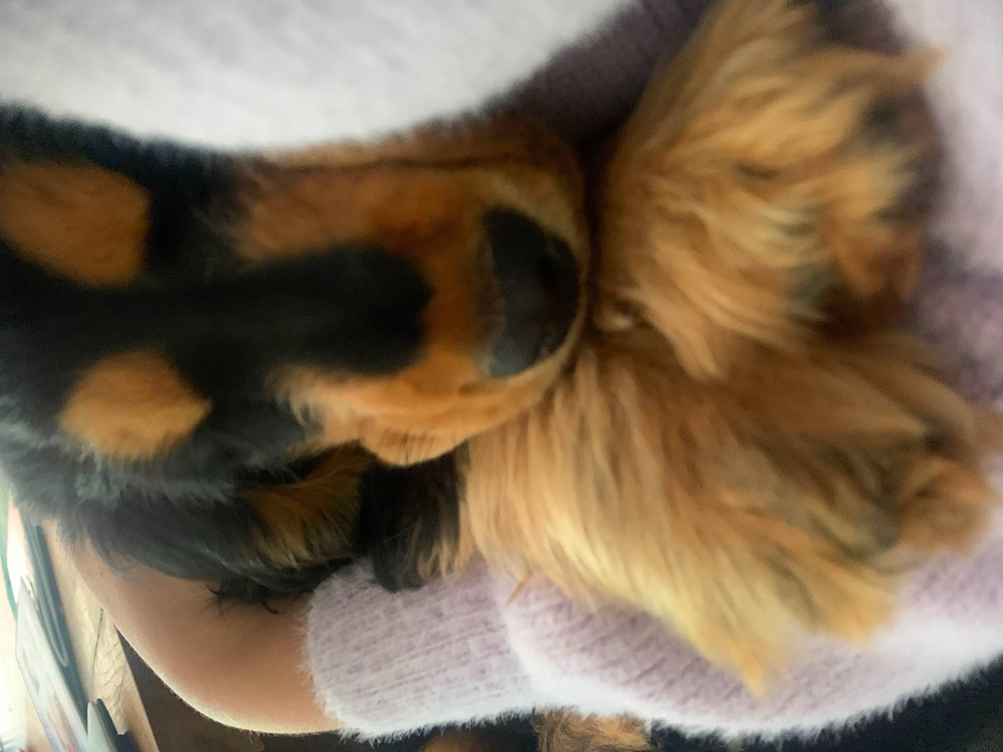 Gipsy participe au concours pour gagner de l'argent avec cette photo : canidae, carnivore, claw, companion_dog, dog, dog_breed, ear, fawn, felidae, fur, liver, nap, paw, puppy, snout, sporting_group, tail, terrestrial_animal, toy_dog, whiskers