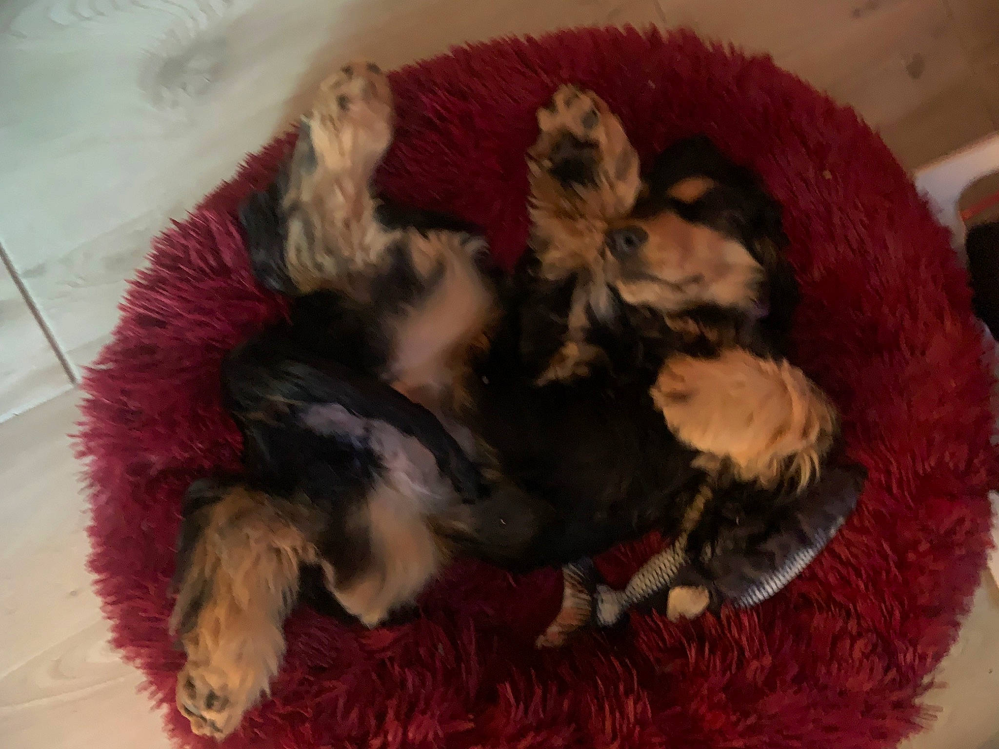 Gipsy participe au concours pour gagner de l'argent avec cette photo : canidae, carnivore, cat_bed, cat_supply, claw, comfort, companion_dog, dog, dog_bed, dog_breed, fawn, felidae, fur, nap, paw, small_to_medium_sized_cats, sporting_group, tail, toy_dog, whiskers