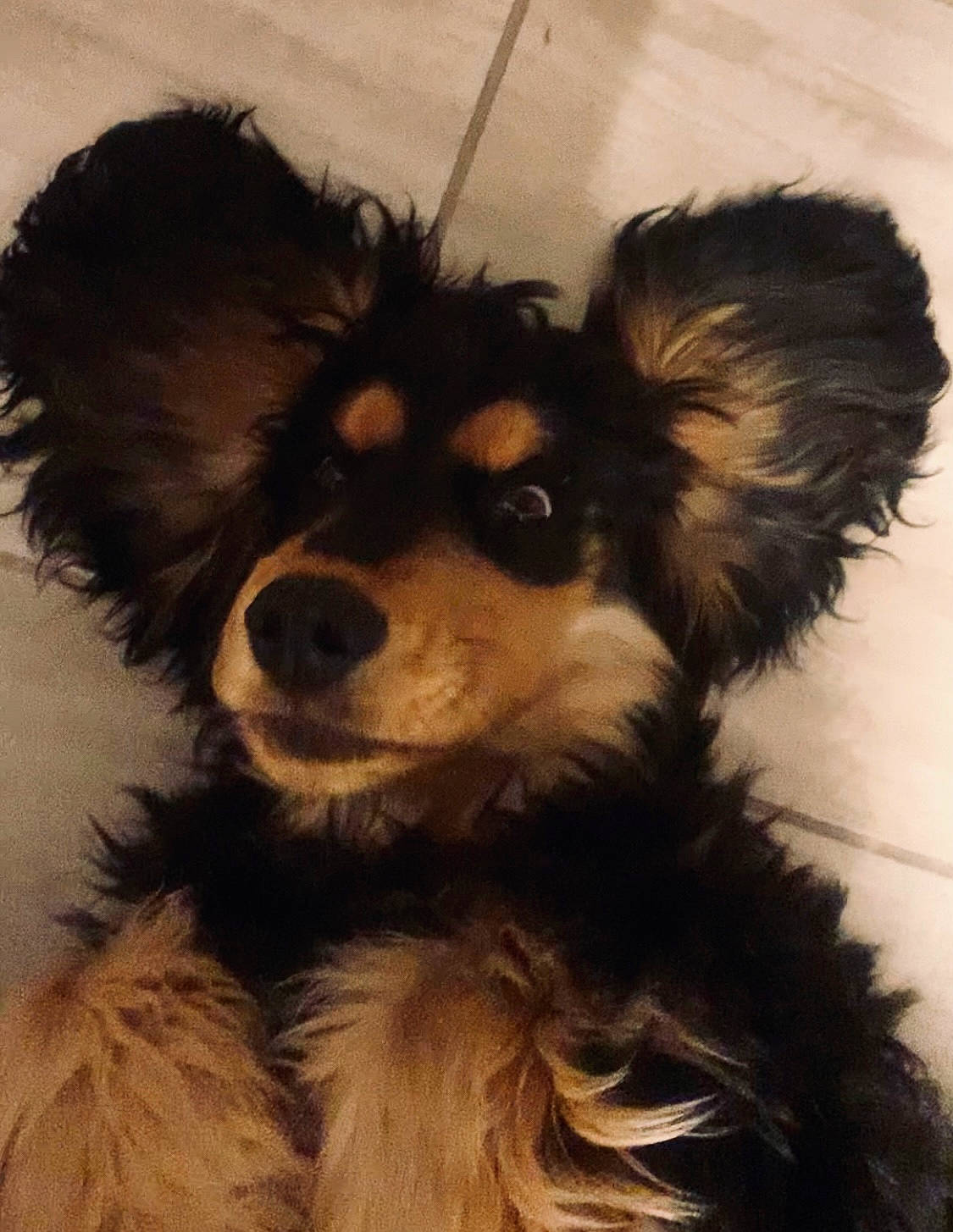 Gipsy a rejoint le concours — aidez-le/la à gagner de superbes lots ! canidae, carnivore, companion_dog, dog, dog_breed, ear, fur, liver, snout, sporting_group, terrestrial_animal, toy_dog, whiskers, working_animal, working_dog