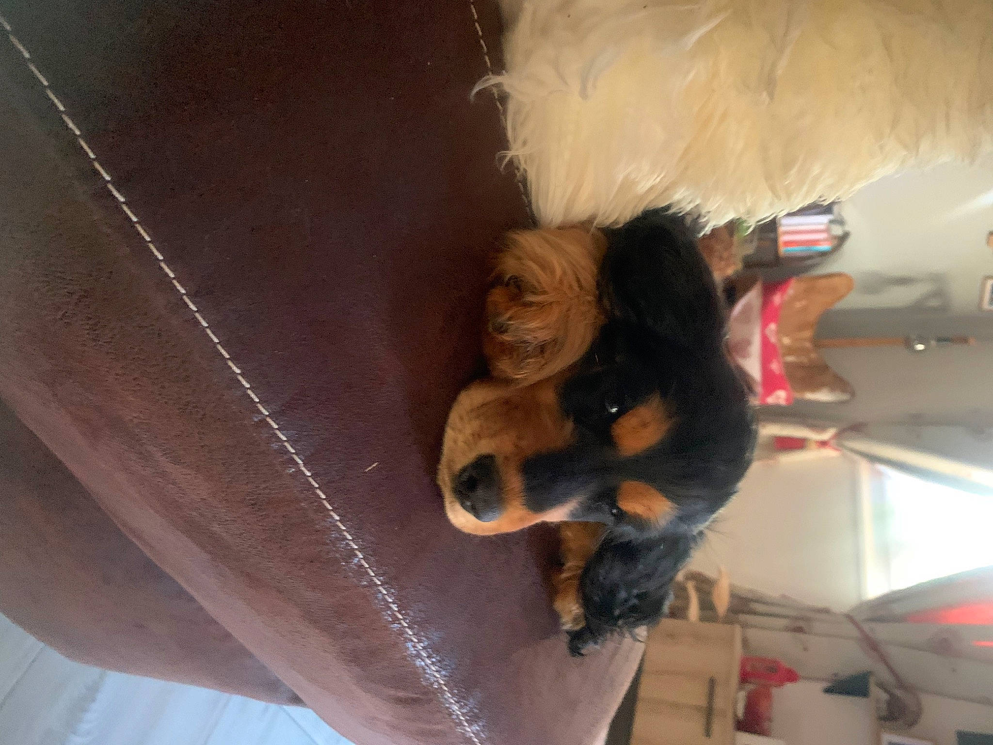 Gipsy participe au concours pour gagner de l'argent avec cette photo : automotive_exterior, bumper, canidae, companion_dog, dog_breed, flooring, fun, fur, hairstyle, human_leg, luxury_vehicle, room, sporting_group, thigh, toy, vehicle_door, wood