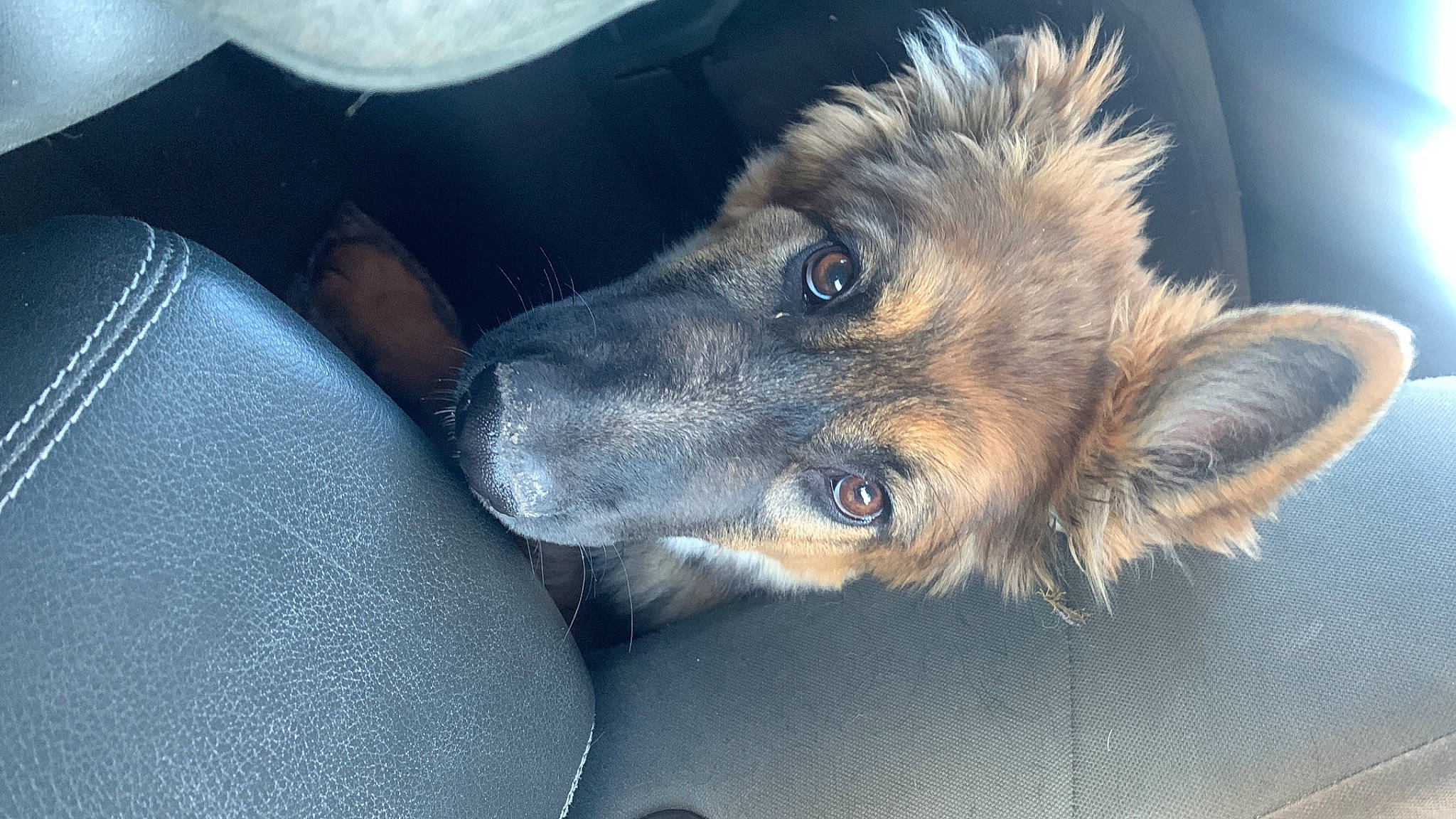 Zoé a rejoint le concours — aidez-le/la à gagner de superbes lots ! canidae, carnivore, companion_dog, dog, dog_breed, ear, electric_blue, fur, jaw, king_shepherd, old_german_shepherd_dog, paw, snout, sporting_group, whiskers, windshield, working_animal, working_dog