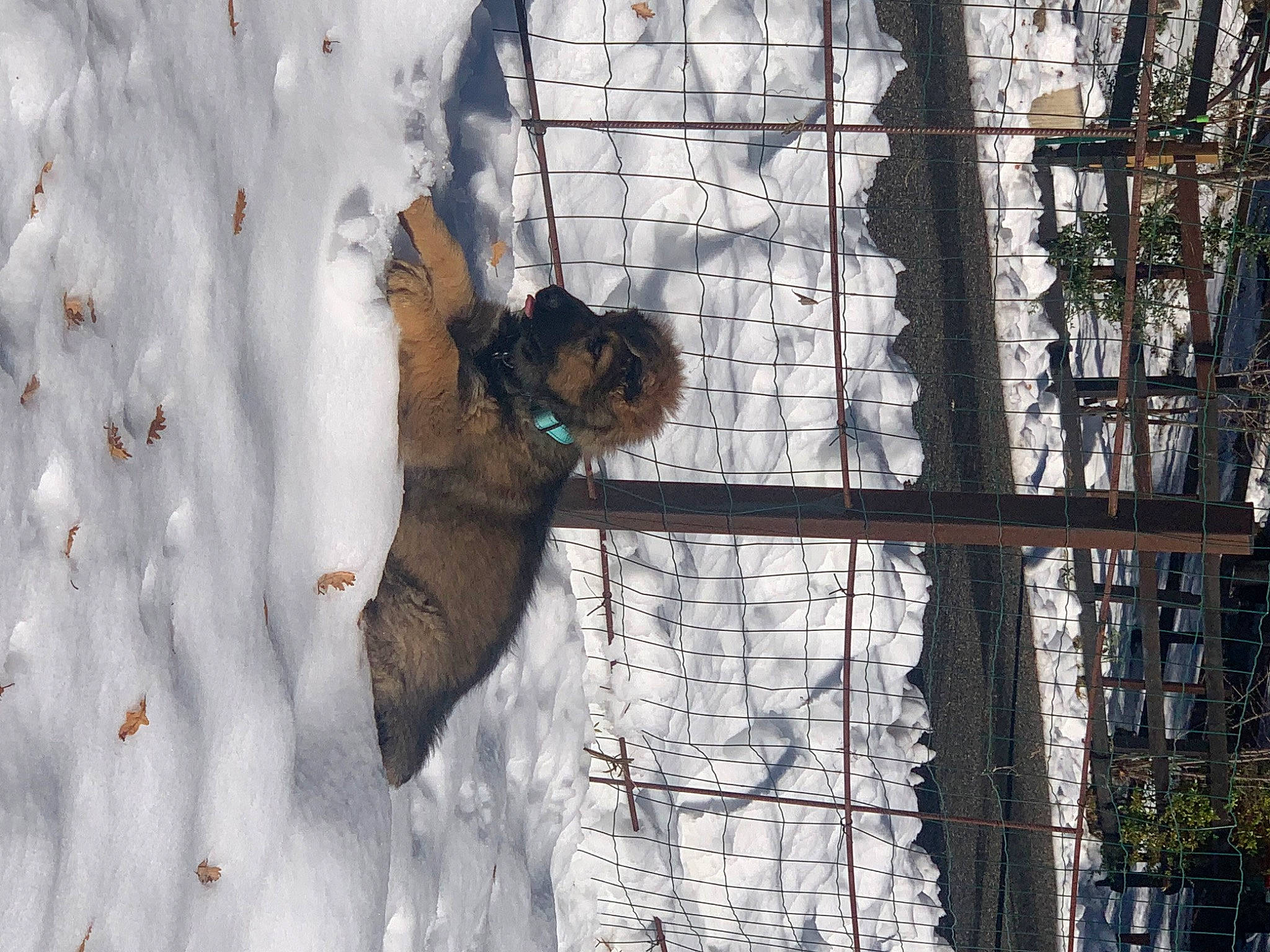 Zoé a rejoint le concours — aidez-le/la à gagner de superbes lots ! adventure, branch, chain_link_fencing, freezing, fun, fur, leisure, mesh, net, plant, playing_in_the_snow, recreation, slope, snow, tree, trunk, twig, winter, wire_fencing, wood