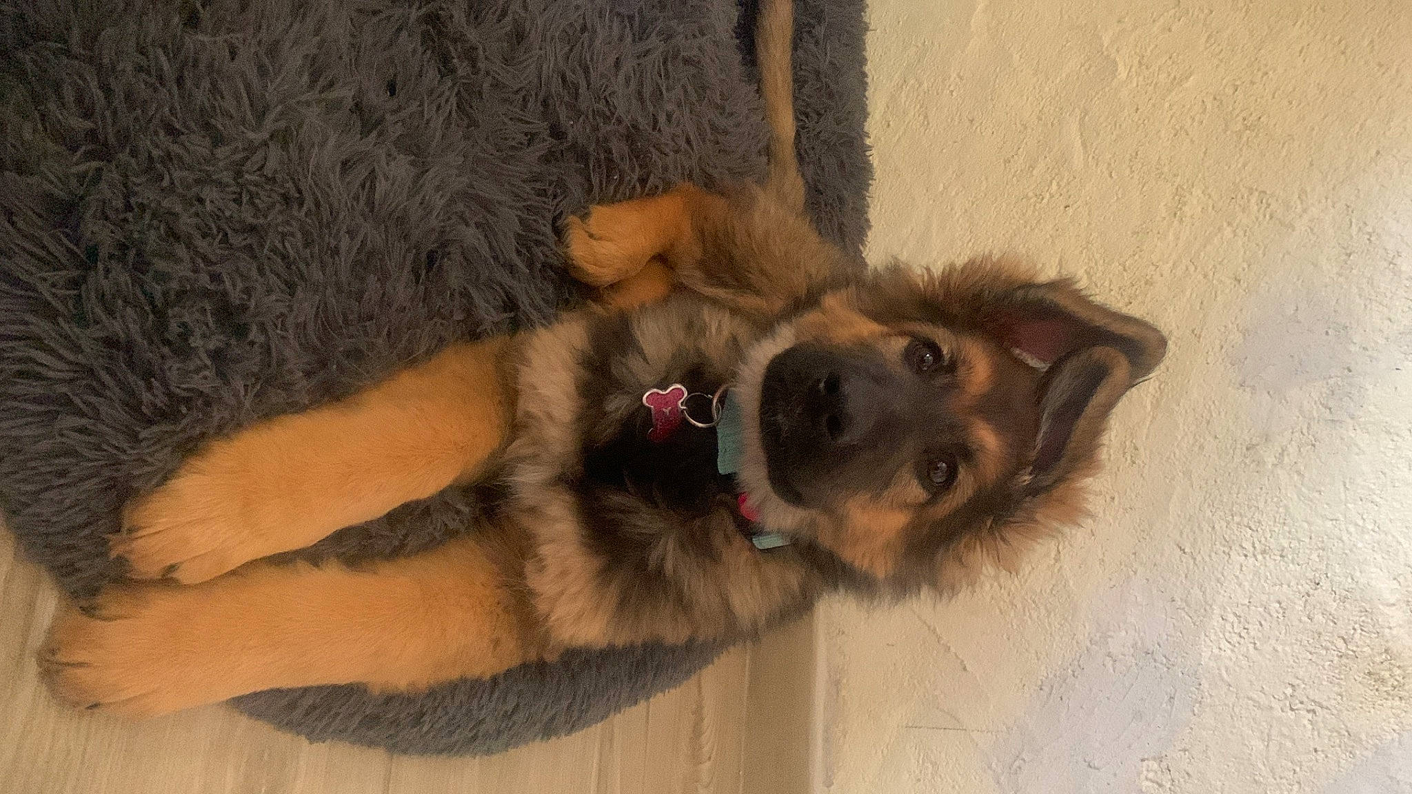 Zoé a rejoint le concours — aidez-le/la à gagner de superbes lots ! beige, brown, canidae, carnivore, companion_dog, dog, dog_breed, estrela_mountain_dog, fawn, felidae, flooring, fur, liver, natural_material, paw, snout, sporting_group, tail, terrestrial_animal, wood