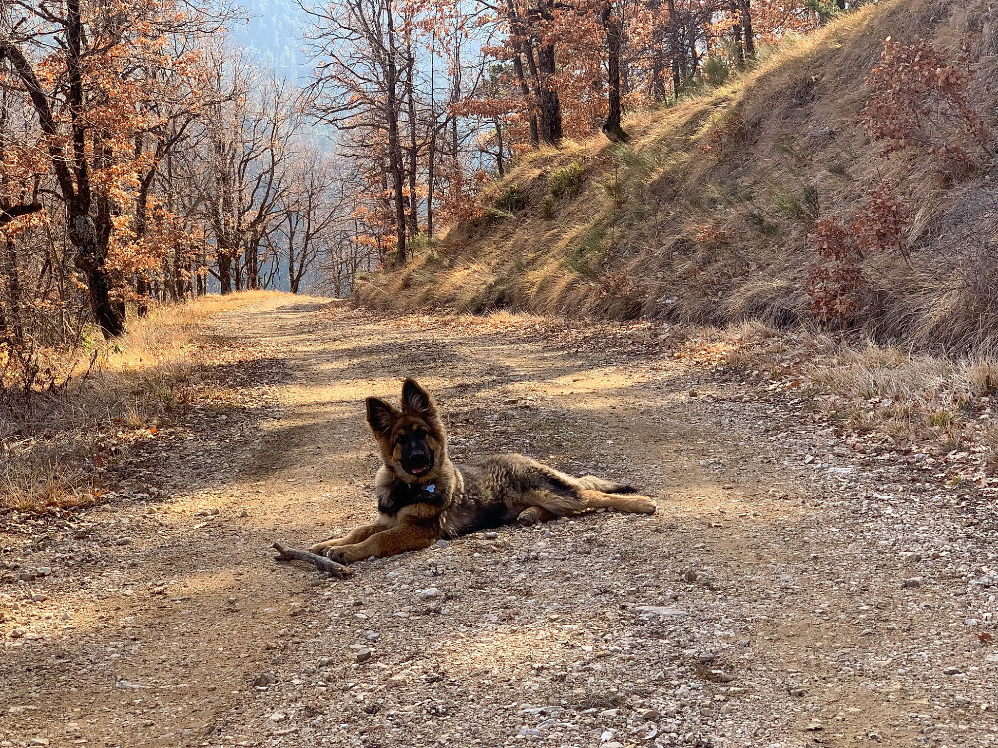 Zoé a rejoint le concours — aidez-le/la à gagner de superbes lots ! asphalt, bedrock, carnivore, deciduous, forest, grass, landscape, natural_landscape, plant, road_surface, sky, soil, tail, terrestrial_animal, tints_and_shades, trail, tree, trunk, wood, woodland