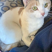 Luna is registered to the contest to win money with this photo: cat, feline, pet, animal, green_eyes, white_fur, brown_patches, indoor, couch, pillow, pattern, fabric, resting, curious, closeup, domestic_cat, looking, seated, cozy, relaxed