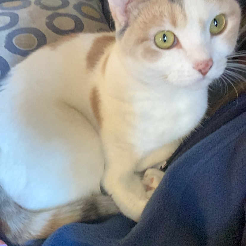 Luna is registered to the contest to win money with this photo: cat, feline, pet, animal, green_eyes, white_fur, brown_patches, indoor, couch, pillow, pattern, fabric, resting, curious, closeup, domestic_cat, looking, seated, cozy, relaxed