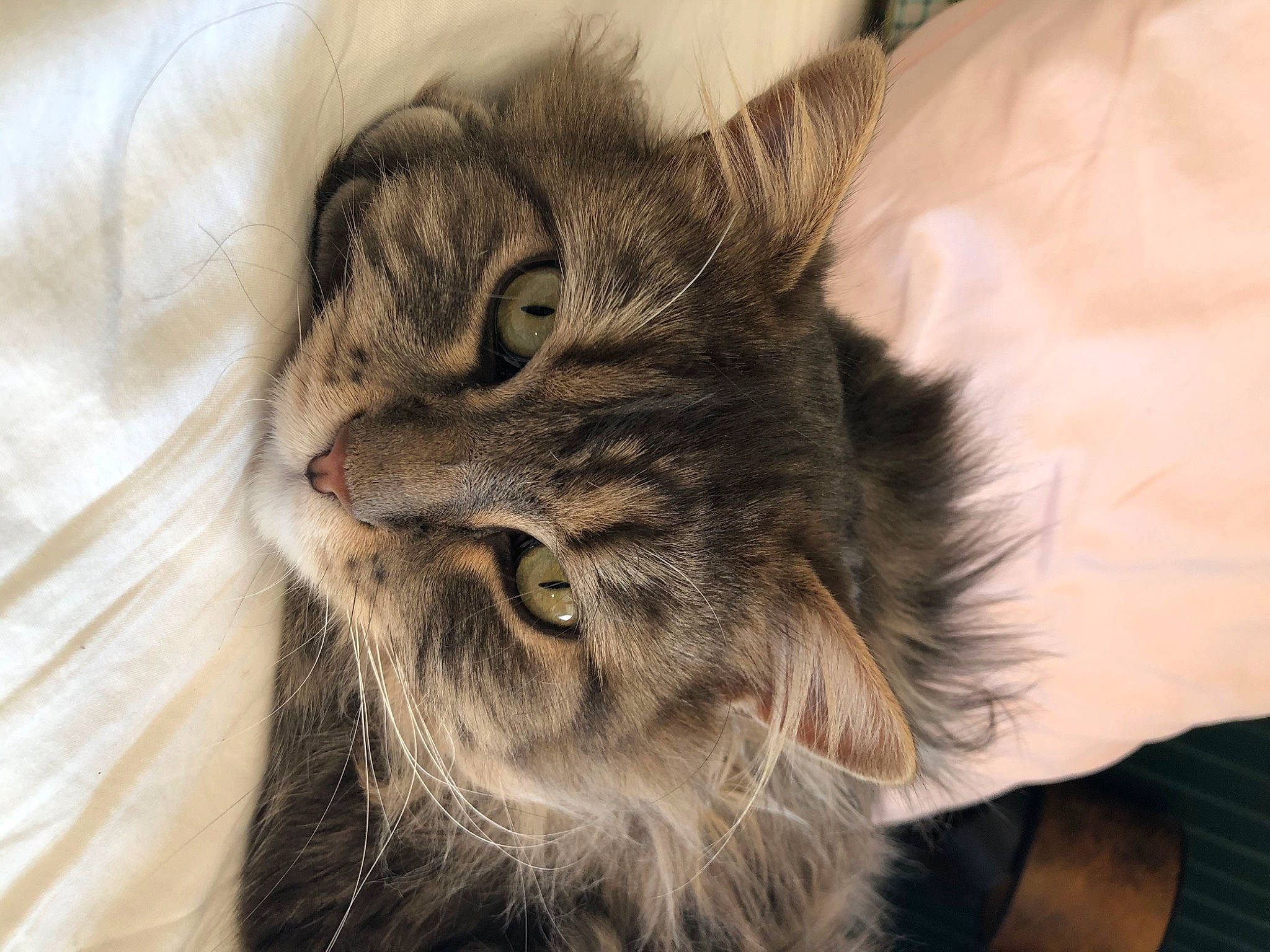 Papy participe au concours pour gagner de l'argent avec cette photo : carnivore, cat, comfort, domestic_long_haired_cat, domestic_short_haired_cat, felidae, fur, linens, maine_coon, small_to_medium_sized_cats, snout, tabby_cat, vertebrate, whiskers