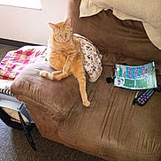 Makk is registered to the contest to win money with this photo: animal, beige, brown, carpet, cat, couch, cozy, furniture, glowing_eyes, indoor, lottery_ticket, marker, orange_tabby, paw_print, pet, pillow, relaxed, remote_control, sitting, window