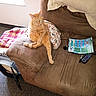 animal, beige, brown, carpet, cat, couch, cozy, furniture, glowing_eyes, indoor, lottery_ticket, marker, orange_tabby, paw_print, pet, pillow, relaxed, remote_control, sitting, window