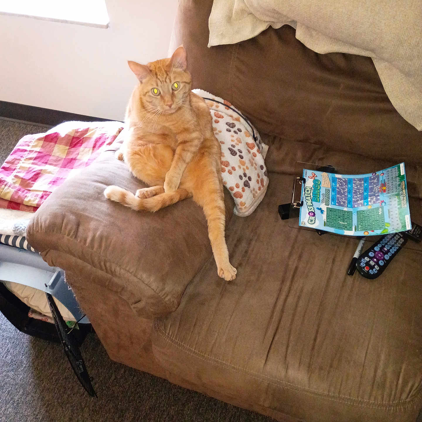 Makk is registered to the contest to win money with this photo: animal, beige, brown, carpet, cat, couch, cozy, furniture, glowing_eyes, indoor, lottery_ticket, marker, orange_tabby, paw_print, pet, pillow, relaxed, remote_control, sitting, window