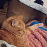 Makk is registered to the contest to win money with this photo: blanket, brown_couch, cat, cozy, ears, feline, fur, indoors, lounging, nap, orange_cat, paws, pet, pillow, pink_blanket, plush_toy, portrait, relaxed, sleeping, whiskers