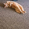 Makk is registered to the contest to win money with this photo: animal, belly, blue_bag, cables, carpet, cat, ears, feline, home, indoors, lying_down, on_back, orange_tabby, paws_up, pet, playful, relaxed, striped_fur, tail, whiskers