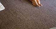 Makk joined the competition — help win amazing prizes! animal, carpet, cat, ears, feline, funny_pose, home, indoor, living_room, lying_down, orange_tabby, paws, pet, pet_toys, play_tunnel, relaxed, sleeping, striped_fur, tail, whiskers