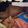 animal, blanket, blue_shirt, cat, clothing, couch, cozy, furry, human, indoor, nap, orange_cat, paws, pet, pink_blanket, relaxed, sleeping, sofa, tattoo, whiskers