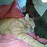 Makk joined the competition — help win amazing prizes! animal, blanket, cat, comfort, couch, cozy, domestic_cat, fur, furniture, home, indoor, nap, orange_tabby, pet, pink_blanket, quiet, relaxing, resting, sleeping, soft_texture