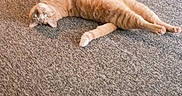 Makk is registered to the contest to win money with this photo: animal, carpet, cat, cozy, curious, domestic, eyes, feline, floor, fur, home, indoor, lying_down, orange_tabby, paws, pet, relaxed, stretching, tail, whiskers