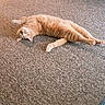 animal, carpet, cat, cozy, curious, domestic, eyes, feline, floor, fur, home, indoor, lying_down, orange_tabby, paws, pet, relaxed, stretching, tail, whiskers
