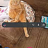 Makk joined the competition — help win amazing prizes! animal, brown_couch, cat, cushion, domestic_cat, feline, fur, home, indoor, living_room, lounge, orange_cat, pet, pillow, relaxed, sitting, smartphone_screen, tabby, technology, whiskers