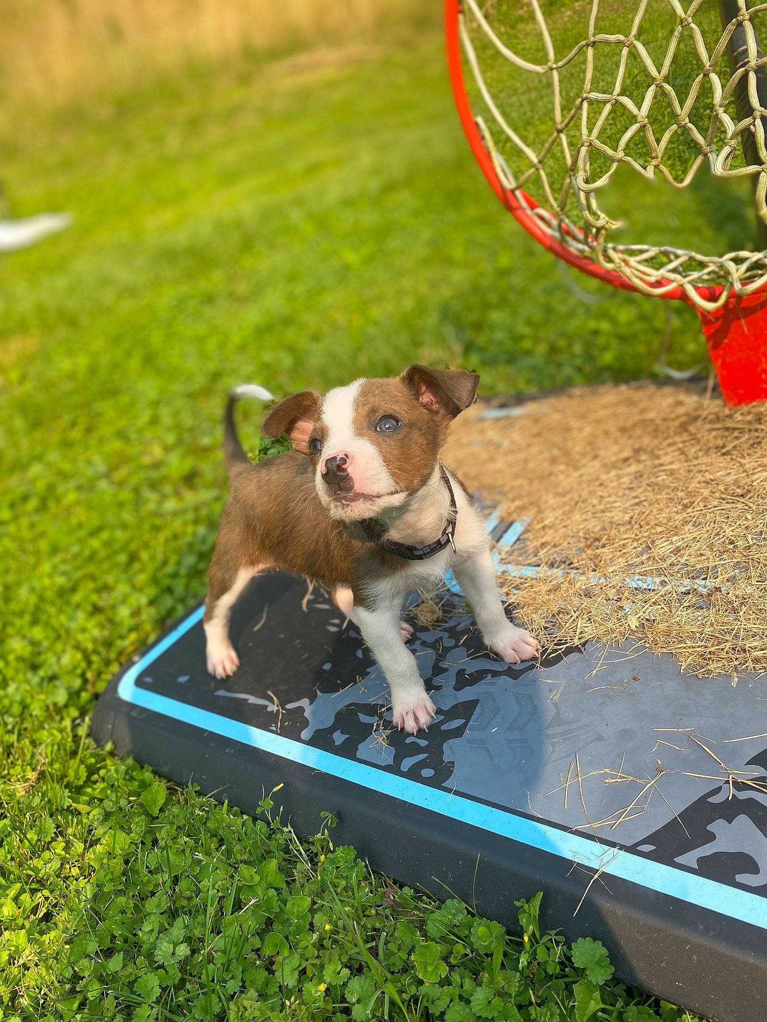 Zeppelin is registered to the contest to win money with this photo: ball, basketball_court, basketball_hoop, carnivore, companion_dog, dog, dog_breed, grass, green, lawn, leisure, net, plant, soil, sports, sports_equipment, table_tennis_racket, team_sport, toy, working_animal