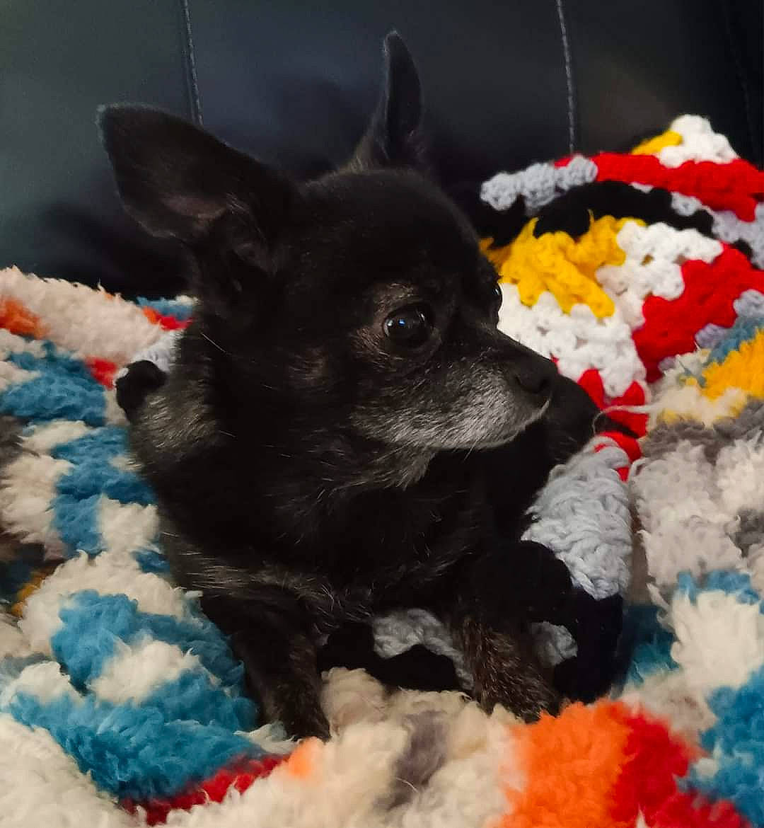 Sweeney is registered to the contest to win money with this photo: art, canidae, carnivore, companion_dog, dog, dog_breed, dog_supply, fawn, fur, mammal, non_sporting_group, paw, pet_supply, snout, sporting_group, tail, toy_dog, vertebrate, whiskers, working_animal