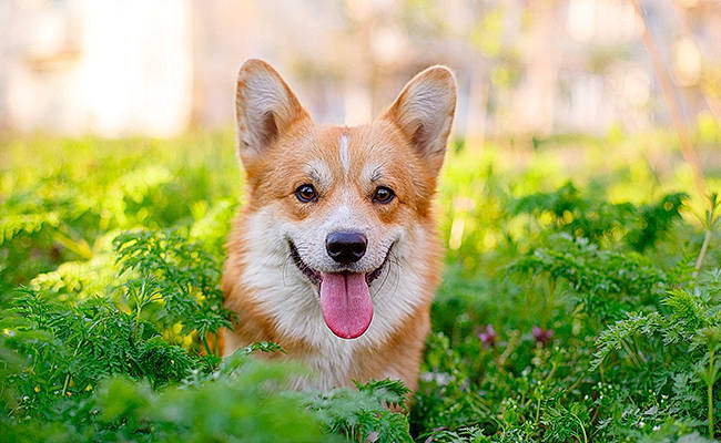 Macaron a rejoint le concours — aidez-le/la à gagner de superbes lots ! canidae, carnivore, companion_dog, dog, dog_breed, fawn, fur, grass, grassland, groundcover, happy, herbaceous_plant, natural_landscape, people_in_nature, plant, sporting_group, tail, terrestrial_animal, whiskers, wildlife
