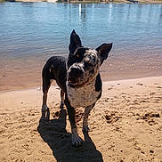 Lowki is registered to the contest to win money with this photo: animal, beach, calm, canine, daytime, dog, friendly, landscape, nature, outdoor, palmtrees, pet, playful, relaxing, sand, shadow, shore, summer, sunlight, water