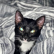Shelby is registered to the contest to win money with this photo: animal, black_and_white, blanket, cat, close_up, comfort, cozy, cute, domestic, ears, feline, fur, indoors, pet, portrait, relaxed, sleepy, soft, striped, whiskers