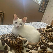 Ozzy is registered to the contest to win money with this photo: cat, white_cat, animal, pet, bed, blanket, leopard_print, indoor, window, natural_light, blue_eyes, feline, resting, cozy, fabric, pattern, domestic, cute, relaxed, fur