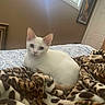 cat, white_cat, animal, pet, bed, blanket, leopard_print, indoor, window, natural_light, blue_eyes, feline, resting, cozy, fabric, pattern, domestic, cute, relaxed, fur