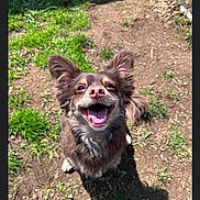 Mater joined the competition — help win amazing prizes! animal, canine, closeup, daylight, dirt, dog, ears, excited, friendly, fur, grass, happy, looking_up, nature, outdoor, pet, shadow, smiling, sunlight, tongue