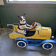 Lolita joined the competition — help win amazing prizes! dog, toy_car, indoor, vintage, steering_wheel, pet, playful, small_dog, black_and_white, window, green_wall, floor, seat, harness, wheels, vehicle, animal, cute, sitting, adventure