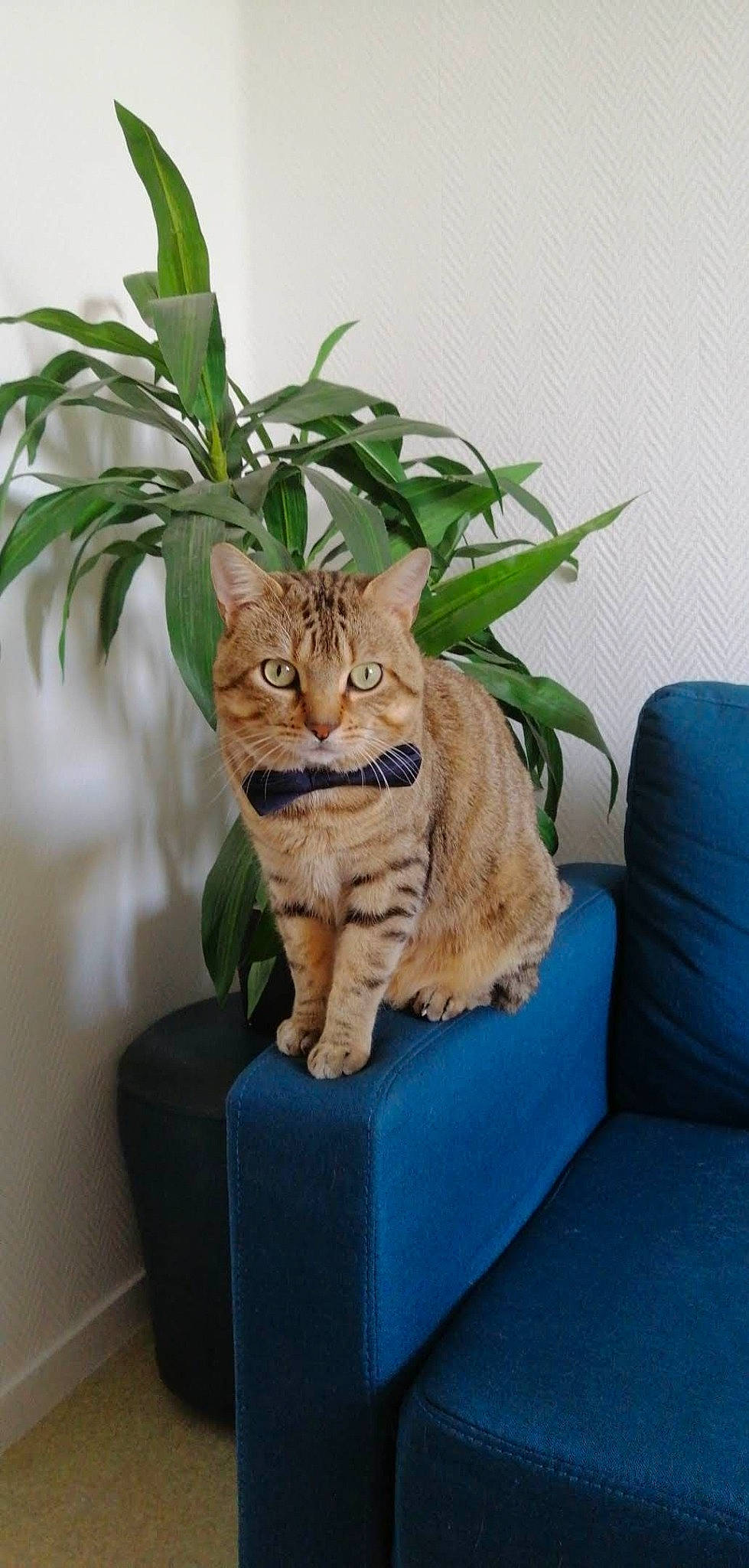 Lenny participe au concours pour gagner de l'argent avec cette photo : art, blue, carnivore, cat, comfort, couch, fawn, felidae, flowerpot, fur, grass, houseplant, plant, rectangle, small_to_medium_sized_cats, snout, tail, terrestrial_animal, terrestrial_plant, whiskers