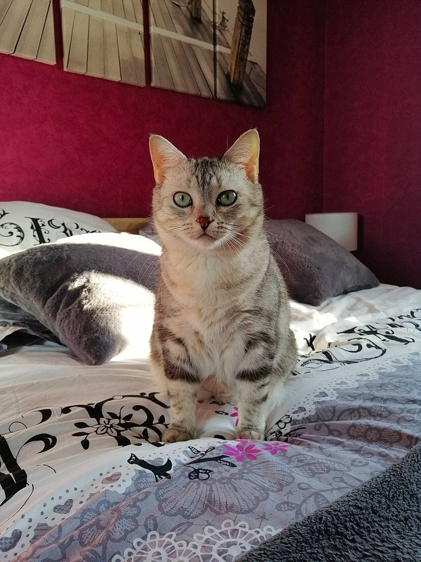 Nala a rejoint le concours — aidez-le/la à gagner de superbes lots ! bed, bed_sheet, bedding, carnivore, cat, comfort, domestic_short_haired_cat, door, felidae, flooring, fur, grey, linens, pattern, paw, sitting, small_to_medium_sized_cats, snout, textile, whiskers