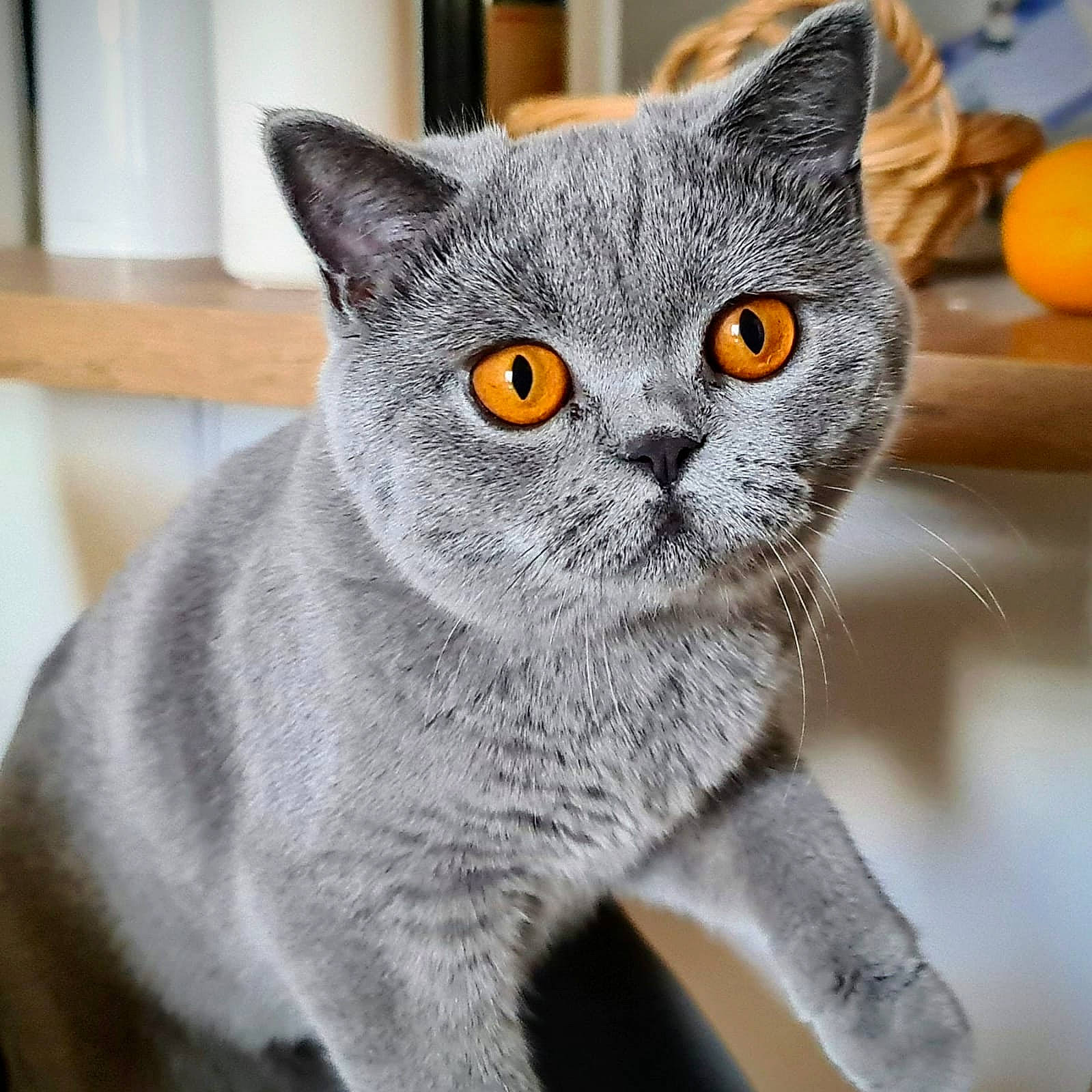 Reeva a rejoint le concours — aidez-le/la à gagner de superbes lots ! carnivore, cat, domestic_short_haired_cat, felidae, fur, grey, paw, russian_blue, small_to_medium_sized_cats, snout, tail, whiskers, window
