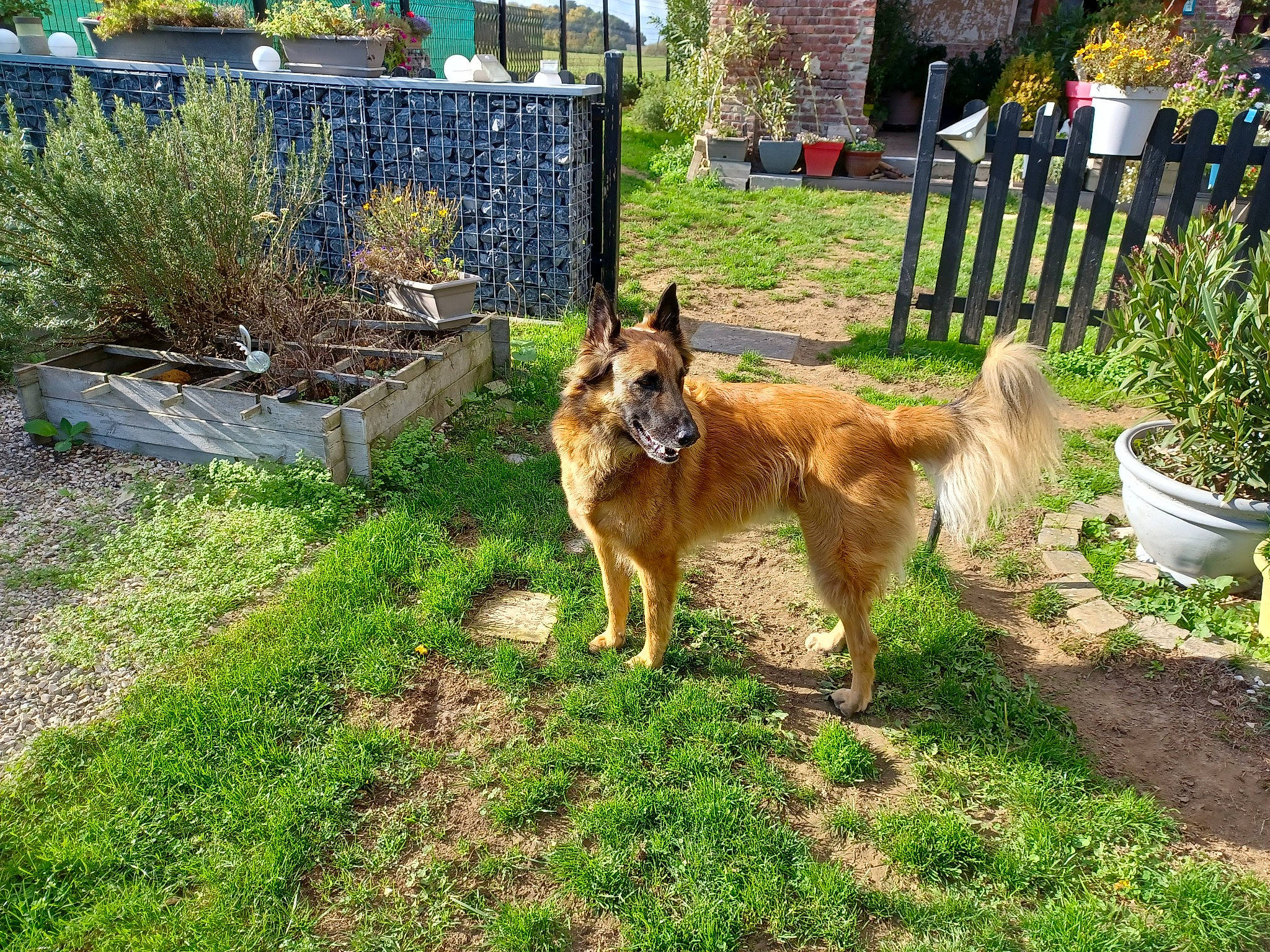 Igor a rejoint le concours — aidez-le/la à gagner de superbes lots ! canidae, carnivore, companion_dog, dog, dog_breed, east_european_shepherd, fawn, fence, flowerpot, garden, german_shepherd_dog, grass, groundcover, herding_dog, king_shepherd, old_german_shepherd_dog, plant, snout, sporting_group, tail